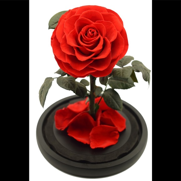 Beauty and the Beast Rose, Preserved Rose in Dome - Picture 1 of 8